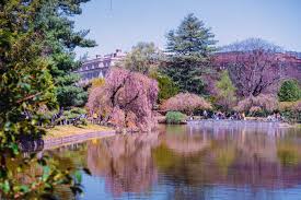 see cherry blossoms in nyc