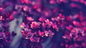 beautiful flower hd wallpapers free