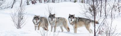 gray wolf facts yellowstone wildlife