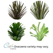 Costa Farms Grower S Choice Dracaena Indoor Plant In 6 In Ceramic Planter Avg Height 1 2 Ft Tall