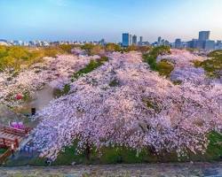 高千穗峽櫻花的圖片
