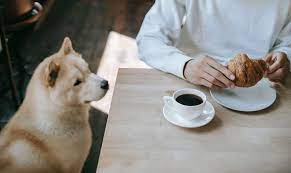dog friendly coffee s in san