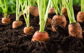 Cultivo de la Zanahoria 】 ⋆ Cultivar mi Huerto