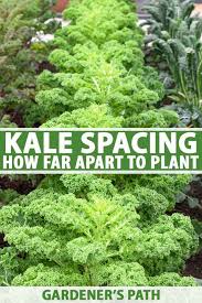 Kale Spacing How Far Apart To Plant