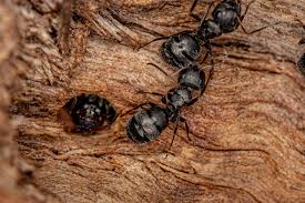carpenter ants vs termites
