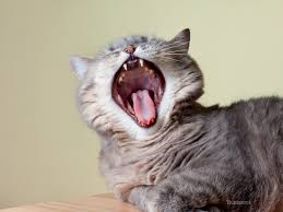 Dr Ernies Top 10 Cat Dental Questions And His Answers