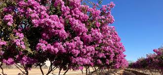 The Top 10 Flowering Trees For Spring