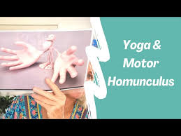 yoga motor homunculus the map of the