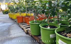 Citrus In Containers 10 Tips For