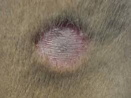 2 dog skin patches circular in shape