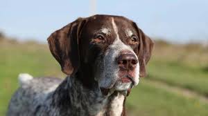 English pointers are wonderful with children, because not only will they play, but they're extremely gentle. German Shorthaired Pointer Price Temperament Life Span