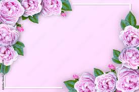 flower frame of pink blossom rose