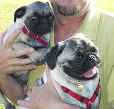 Go Pug Yourself Pug Day At The Park