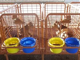 livestock flooring for calves swine