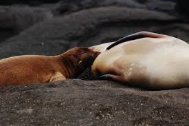 Mama is the best : Lazy Sea Lion Sons Rely On Mothers Milk While Diligent Daughters Learn To Hunt