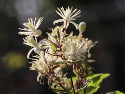 Check spelling or type a new query. Clematis Vitalba Clematis Vitalba Baumschule Horstmann