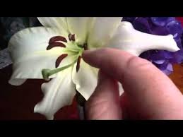 When i look at a flower, the first thing i notice is the color. The Female And Male Parts Of A Lily Youtube