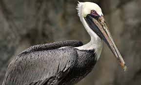 species profile brown pelican