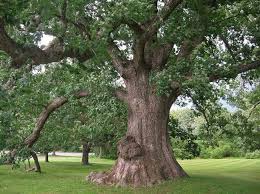 how many kinds of oak trees are there