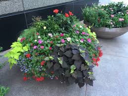 Moon Container Plantings Ideas