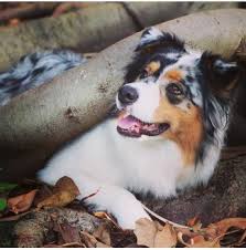Check spelling or type a new query. Cuebiyar Aussies Australian Shepherd Breeder Hunter Valley Nsw