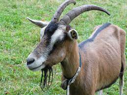 Free Images : wildlife, horn, pet, pasture, mammal, fauna, striped, goats,  vertebrate, horns, goatee, domestic goat, billy goat, horizontal stripes,  barbary sheep, capra aegagrus hircus, cow goat family, goat antelope,  aalstrich 3264x2448 - -