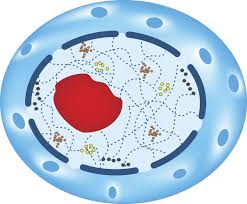 (found in plant cells not animal cells) the cell wall is made of a tough, yet flexible, material called cellulose. A Labeled Diagram Of The Animal Cell And Its Organelles Biology Wise
