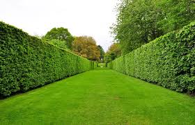 19 diffe types of tree hedges
