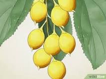 Are yellow berries poisonous?