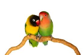lovebirds stock photos royalty free