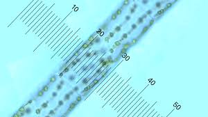 Comparing Sizes Of Microorganisms Bioed Online