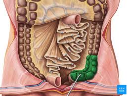 The abdomen is separated anatomically. Sigmoid Colon Definition Anatomy And Function Kenhub