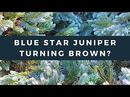 is your blue star juniper turning brown