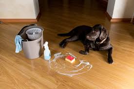 to clean laminate floors after your dog