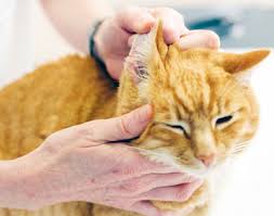 A dry dark reddish brown substance was noticed on both the ear canal. Ear Hematomas In Cats