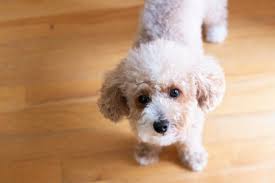 small dog breed the toy poodle