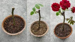 grow roses from cuttings you