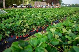 strawberry industry new zealand