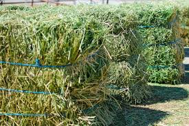 Alfalfa (/ælˈfælfə/) (medicago sativa), also called lucerne, is a perennial flowering plant in the legume family fabaceae. All About Feeding Horses Alfalfa The Horse