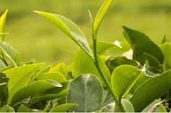 Tea sector | Official Rwanda Export Website