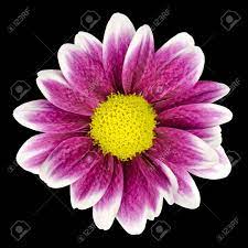 The flowers can stretch up to 5 inches across. Purple Dahlia Flower With Yellow Center And White Leaf Edges Isolated On Black Background Stock Photo Picture And Royalty Free Image Image 14124477