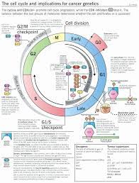 G1, s and g2 2. Cells Alive Worksheet Answer Key New 24 Inspirational Cells Alive Cell Cycle Worksheet Cancer Genetics Cell Cycle Cell Biology