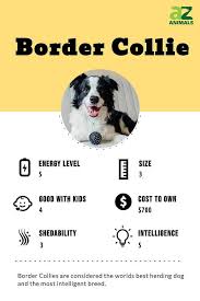 border collie dog breed complete guide