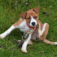 The english foxhound was bred to hunt foxes in the english countryside. English Foxhound Vs Beagle Breed Comparison Mydogbreeds