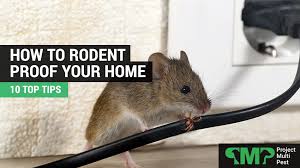 How To Rodent Proof Your Home Top Rat
