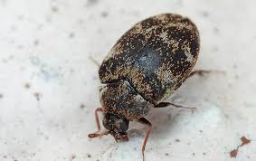 13 ways to get rid of carpet beetles