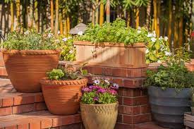 Container Gardening 101 Ideas Tips