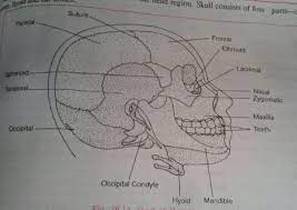 It supports the structures of the face and provides a protective cavity for the brain. How Many Bones Are In A Human Skull Quora