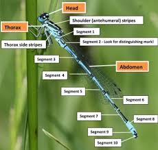 Damselflies British Dragonfly Society