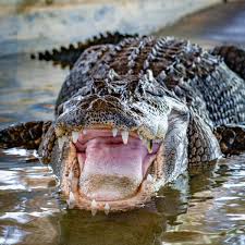 Animal Sanctuary & Alligator Park - Wooten's Everglades Airboat Tours